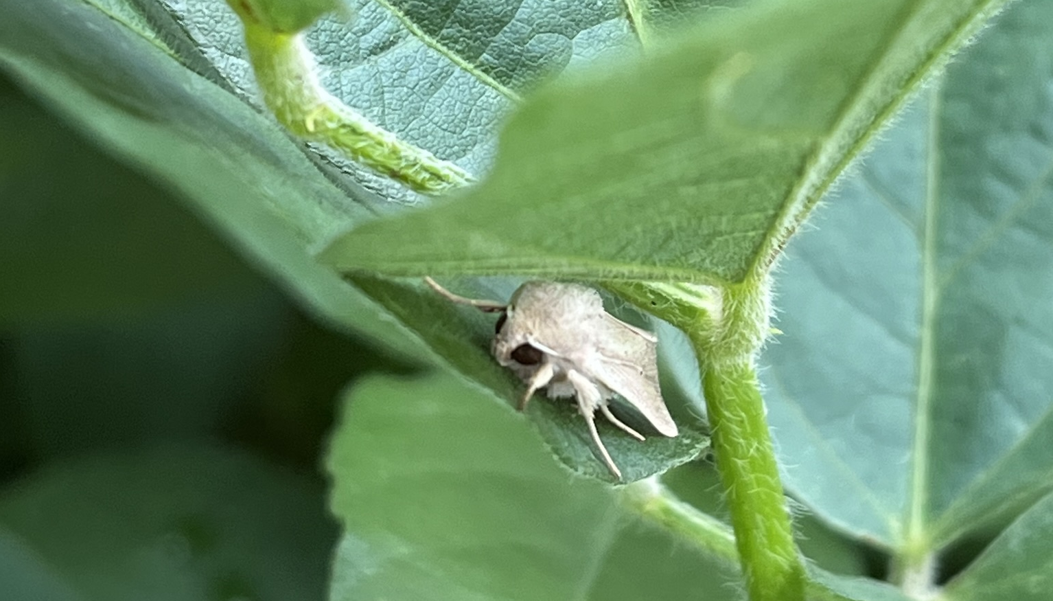 Moth hidden among soybean leaves